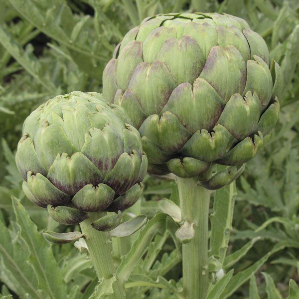 Artichok